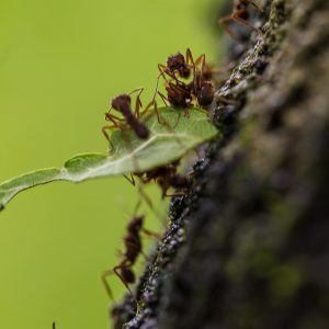 Natureza